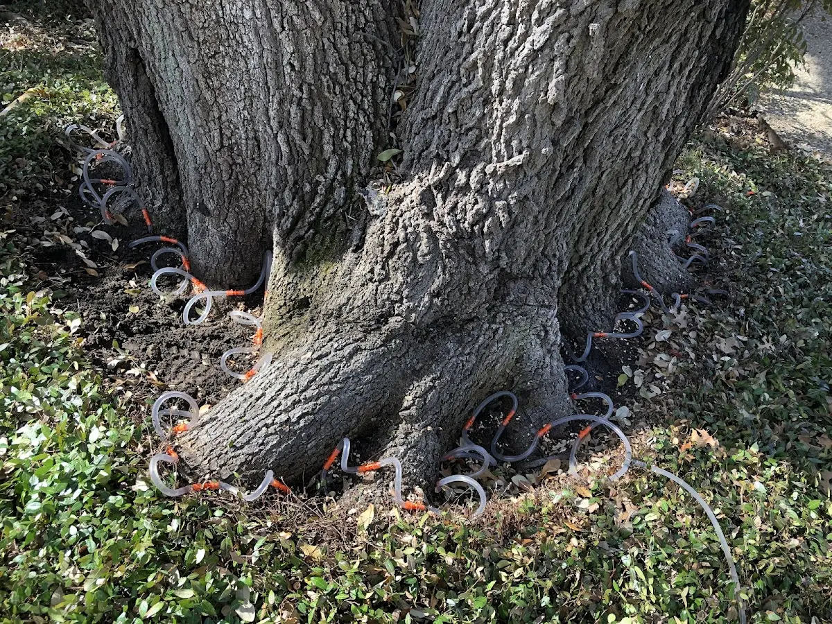 Detailed Tree Cabling and Bracing job site in Waterville