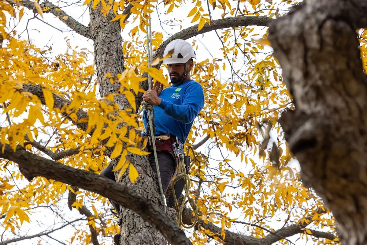 Skilled Tree Trimming crew working in Waterville